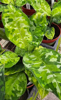 4" Aglaonema Pictum Tricolor